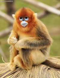 狗7月28日生肖运势财运(属狗七月二十五出生的命运)