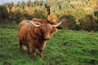 生肖牛往后的运势(生肖牛的运势2021)