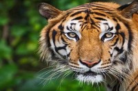 生肖虎的人在鼠年的运势(生肖虎在鼠年运势如何)