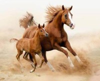 生肖属马的六月运势(属马六月运势如何)