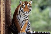 生肖虎运势宝典图片欣赏(生肖虎2022年生肖运势详解)