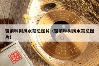 窗前种树风水禁忌图片（窗前种树风水禁忌图片）