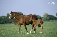 2025马生肖运势(2025属马的运势)