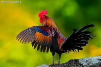 生肖鸡近三年运势(属鸡人近三年运势)