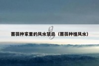 蔷薇种家里的风水禁忌（蔷薇种植风水）