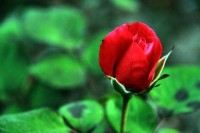 生肖虎送什么花最好运势(属虎送什么)