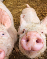 生肖猪春天运势好不好呢(生肖猪春天运势好不好呢女孩)