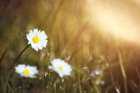 白羊座，2024即将风调雨顺，好运连连！