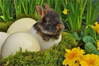 生肖免的运势2025(生肖兔2022年运势大全农历网)