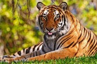 2025年生肖运势属虎(2025年生肖运势详解)