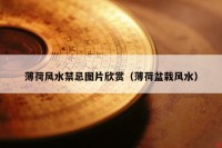 薄荷风水禁忌图片欣赏（薄荷盆栽风水）