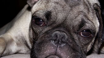 为什么食伤旺的人克配偶？