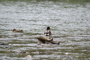 在大运中，命宫中，出现紫薇和天相同宫，是创业和做大事好时机命宫天相在未