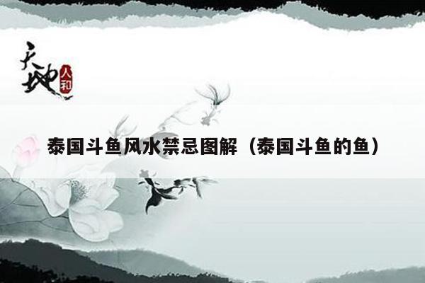 泰国斗鱼风水禁忌图解(泰国斗鱼的鱼)